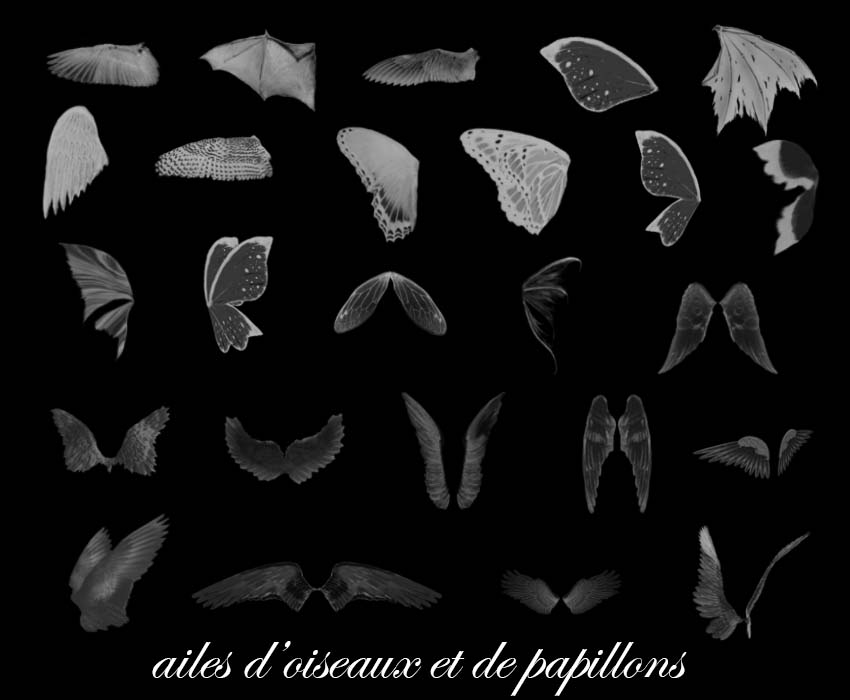 Brushes ailes d'oiseaux et de papillons